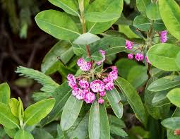Image result for Clutia angustifolia