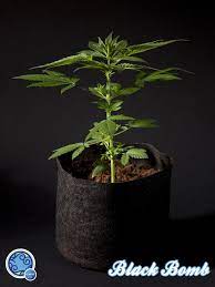 Maybe you would like to learn more about one of these? Plantes De Cannabis En Croissance Philosopher Seeds