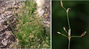 Image result for Ascolepis densa