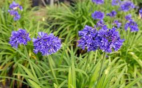 Image result for Agapanthus campanulatus