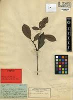 Image result for Manilkara obovata