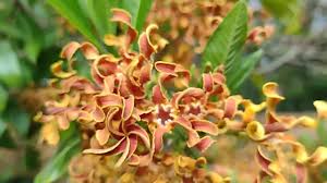 Image result for Strophanthus welwitschii
