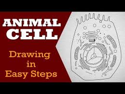 Plant cell diagram 9th class. How To Draw Plant Cell In Easy Steps Fundamental Unit Of Life Ncert Class 9 Biology Cbse Science By Grade Booster