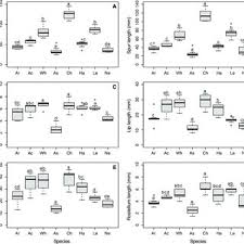 Image result for Cyrtorchis glaucifolia