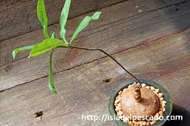 Image result for Raphionacme globosa