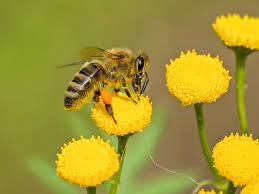 Flowers love flowers flowers nature wild flowers plants bee on flower nature pretty flowers bee friendly flowers. How Do Bees Pollinate Flowers Plus What Bees Collect And Why Beekeepingabc