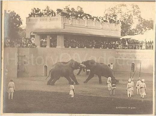 Elephant fight in Vadodara in the 1890s