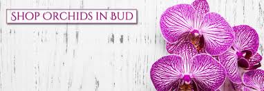Alibaba.com offers 2,688 sell orchids products. Orchids By Hausermann Storefront