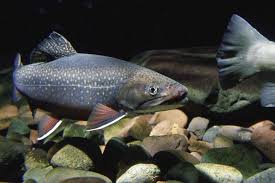 Water temperature, hybrid tiger trout; An Intro To And Refresher On Brook Trout Wilderness North