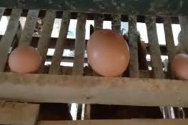 Sebuah telur ayam purba berusia 1.000 tahun telah ditemukan di yavne, sebuah kota di israel tengah. Heboh Telur Ayam Ukuran Jumbo Di Tasikmalaya Dikupas Isinya Telur Normal