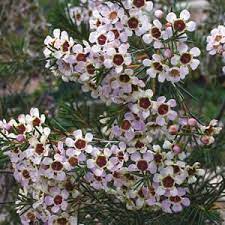White Wax Flower White Wax Flower Hospital Flowers Wax Flowers