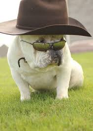 Create gambar animasi bulldog style with after effect, cinema 4d, 3ds max, apple motion or photoshop. Security Check Required Baby Dogs Bulldog Funny Animals