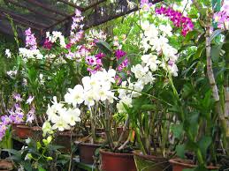 Image result for Phaius occidentalis