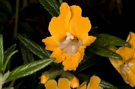 Your yellow flower sticky rice stock images are ready. Plant Of The Month Sticky Monkey Flower