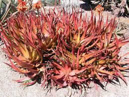 Image result for Aloe cameronii