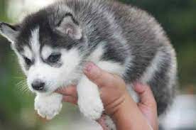 Teacup Husky Puppies For Adoption Zoe Fans Blog Puppy Adoption Teacup Dog Breeds Cute Dogs