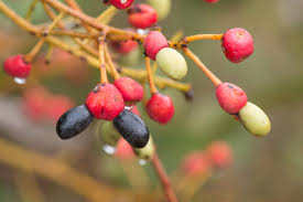 Image result for Ouratea