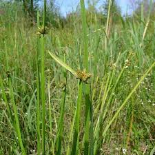 Image result for Schoenoplectiella mucronata