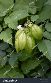 Image result for Cardiospermum grandiflorum