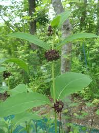 Image result for Vincetoxicum cernuum