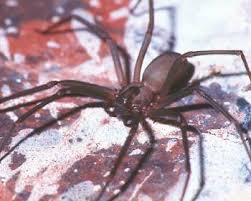 Black widow spiders have the most toxic spider bite in the us. Spider Bites Injuries And Poisoning Msd Manual Consumer Version
