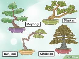 Les graines germées sont tout simplement l'état initial avant que les légumes ne deviennent adultes. Comment Faire Pousser Et Prendre Soin D Un Bonsai