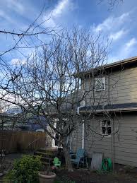 The crucial time to prune a fig tree is soon after you plant it. Prune A Monster Fig Tree Ask An Expert