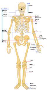 The human skeleton can be divided into two components: Skeleton Simple English Wikipedia The Free Encyclopedia