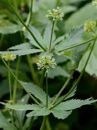 Image result for Sanicula