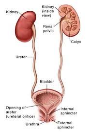 Pin On Urinary Tract Infection
