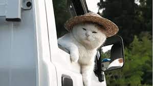 Grumpy Cat Video Funny Animals Funny Animal Pictures Animals