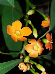 Image result for Euphorbia fulgens