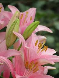 Maybe you would like to learn more about one of these? Asiatic Lily Lily Flower Beautiful Flowers Pretty Flowers