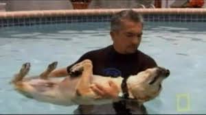 Dog activist, behaviorist and tv personality cesar millan has sold his home in studio city for $2.06 million. Watch Dog Whisperer Season 4 Episode 10 Atf K 9 Gavin Online Now