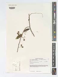 Image result for Rytigynia umbellulata