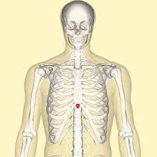 Rib cage pain may occur in the chest, below the ribs, or above the naval. Xiphoid Process Wikipedia