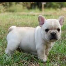 Free online seminars · trusted by 875,000 owners Pug X French Bulldog Puppies Pets Lovers
