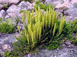 Image result for Lycopodiaceae