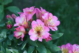 Alstroemeria Flower Meaning And Symbolism In Everyday Lives