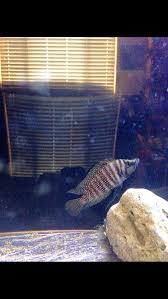 Inkfin Calvus African Cichlids Cichlids Fish Pet