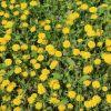 Image result for Helichrysum dilucidum