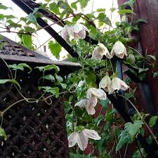 Yes that freckles does look lovely and i wonder how old the plant is lizzie27? Clematis Cirrhosa Var Purpurascens Freckles Clematis Freckles Uploaded By Elita72