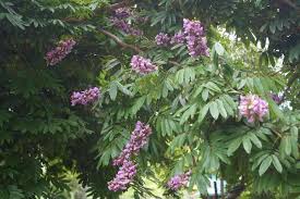 Image result for Millettia