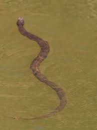 They are often large ranging from 2 to 4 feet long. Texas Parks And Wildlife Pic A Reminder To Watch For Water Moccasins Keye