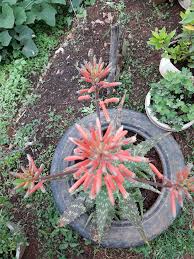 Image result for Aloe veseyi