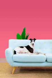 Check spelling or type a new query. Greyhounds Star In Instagram Stories Campaign From Facebook Australia And Greyhound Rescue Campaign Brief