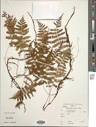 Image result for Arthropteris anniana