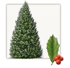 View active fsbo listings on holly tree farms rd in brentwood, tn. Foster Holly Trees Dallas Fannin Tree Farm Frisco Tx Holly Tree Tree Farms Tree Growth