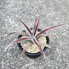 Image result for Dolichos kilimandscharicus