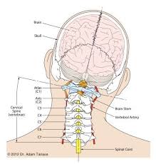 Cervical Checktheneckcom Subluxation Upper Upper Cervical Subluxation Checktheneck Com Spine Health Medical Anatomy Anatomy